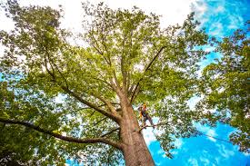 Professional Tree Services in Maple Park, IL