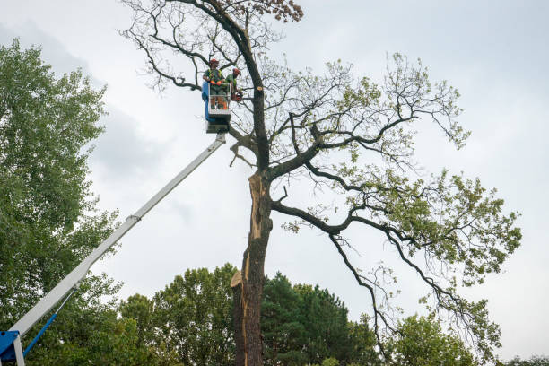 How Our Tree Care Process Works  in  Maple Park, IL