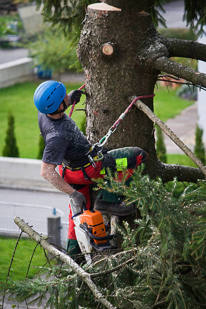 Best Lawn Mowing  in Maple Park, IL