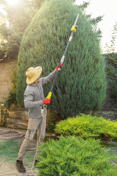Best Palm Tree Trimming  in Maple Park, IL