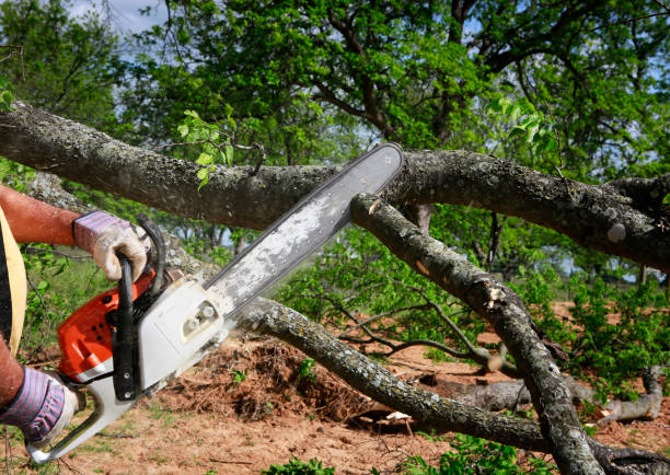 Best Lawn Maintenance Plans  in Maple Park, IL